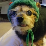 Entry image for Benny