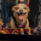 Entry image for RUSTY