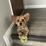 Entry image for Ziggy