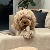 Entry image for Teddy 