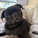 Entry image for Frank