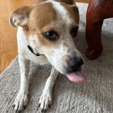 Entry image for Daisy