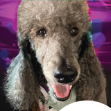 Entry image for Gigi