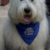 Entry image for Rupert The Bear