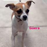 Entry image for Guera