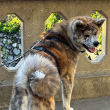 Entry image for Mookie