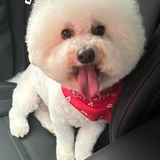 Entry image for Bandit