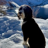 Entry image for Oliver