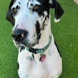 Entry image for Pepper
