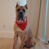 Entry image for DUKE