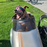 Entry image for Rosie