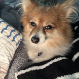 Entry image for Peppi