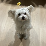 Entry image for Chibby