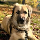 Entry image for Kuma 