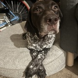 Entry image for Mr. Pancho