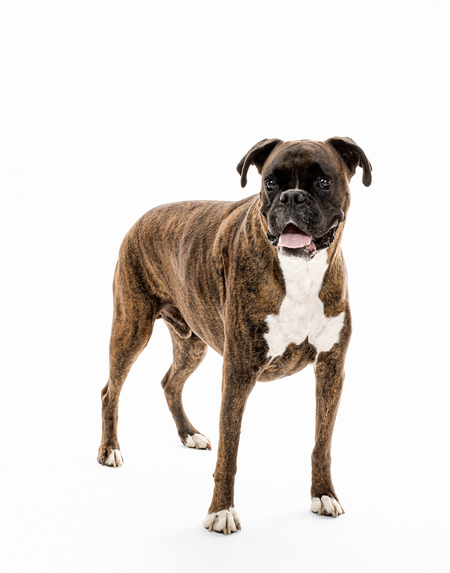 Entry image for Elway. Clicking this image will show a larger photo