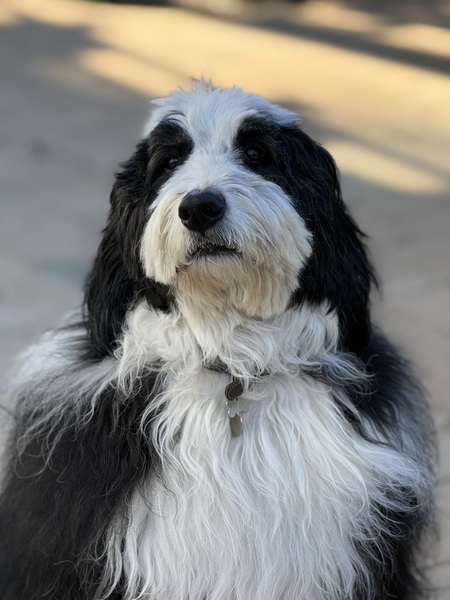 Entry image for Cooper. Clicking this image will show a larger photo