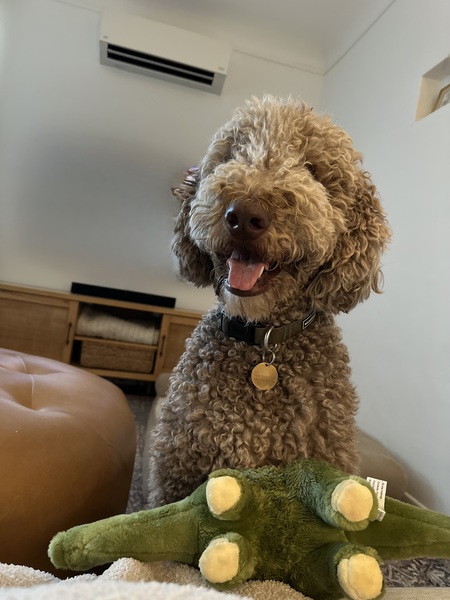 Entry image for Wallace . Clicking this image will show a larger photo