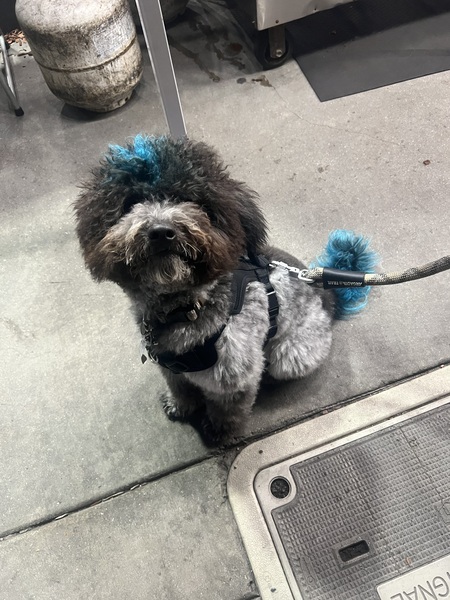 Entry image for Noodle. Clicking this image will show a larger photo
