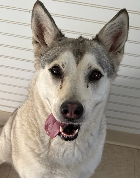 Entry image for SHILOH. Clicking this image will show a larger photo