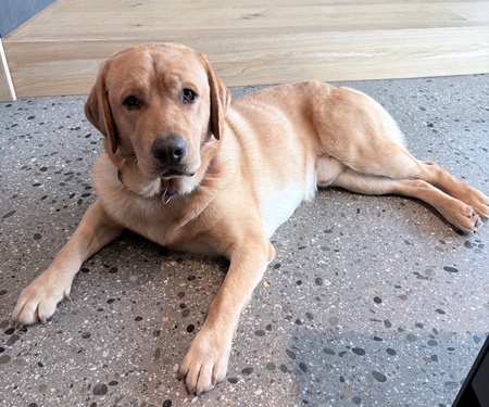 Entry image for Rolo. Clicking this image will show a larger photo