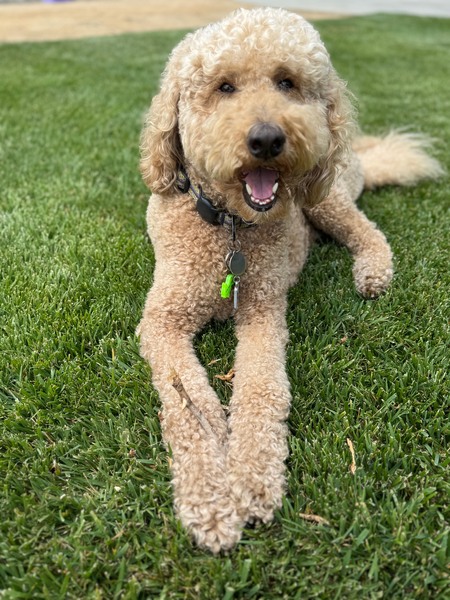 Entry image for Bucky. Clicking this image will show a larger photo