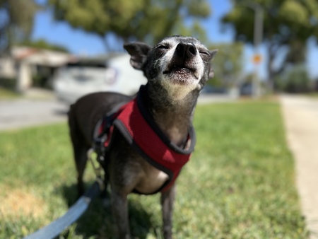 Entry image for Obi-Juan. Clicking this image will show a larger photo