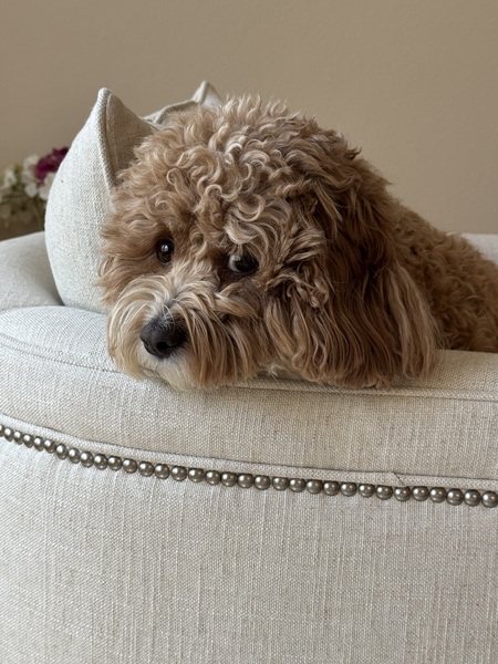 Entry image for Beau. Clicking this image will show a larger photo