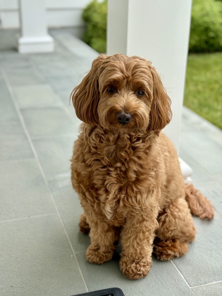 Entry image for Daisy. Clicking this image will show a larger photo