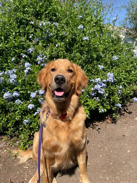 Entry image for Tucker. Clicking this image will show a larger photo