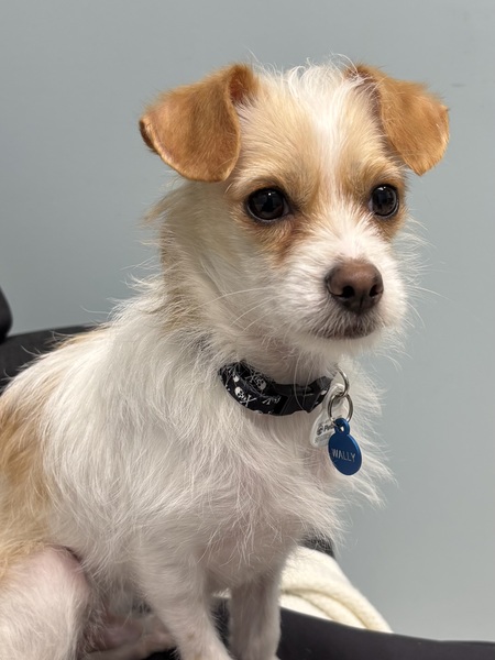 Entry image for Wally. Clicking this image will show a larger photo