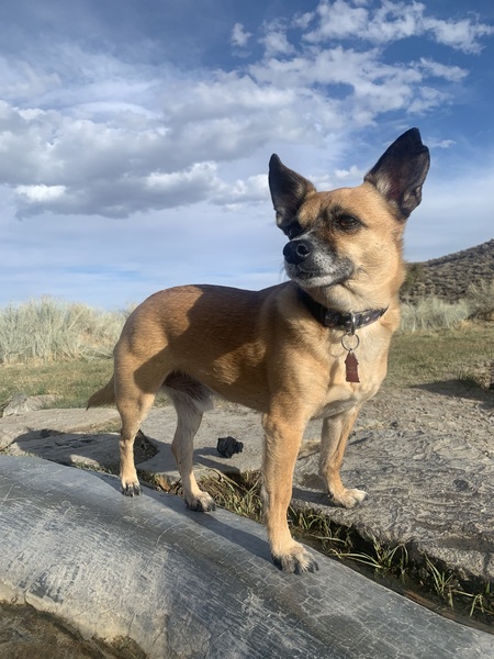 Entry image for Walter. Clicking this image will show a larger photo