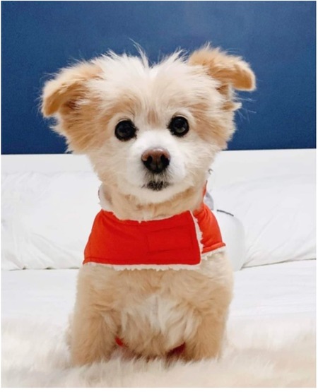 Entry image for Louie. Clicking this image will show a larger photo