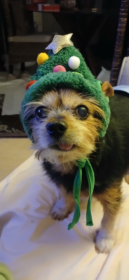 Entry image for Benny. Clicking this image will show a larger photo
