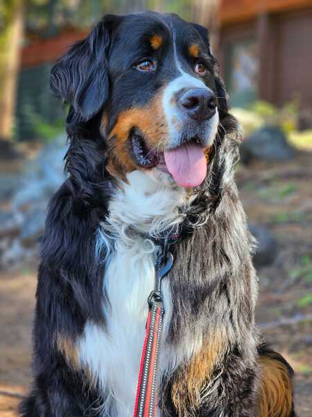 Entry image for Tiberius . Clicking this image will show a larger photo