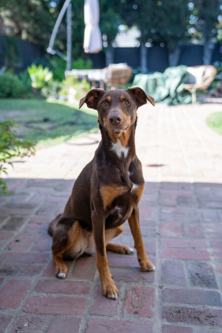 Entry image for Luna. Clicking this image will show a larger photo