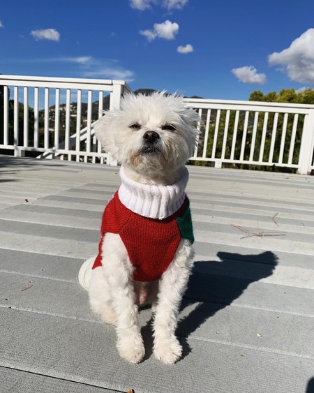 Entry image for Belle. Clicking this image will show a larger photo