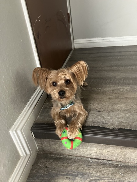 Entry image for Ziggy. Clicking this image will show a larger photo