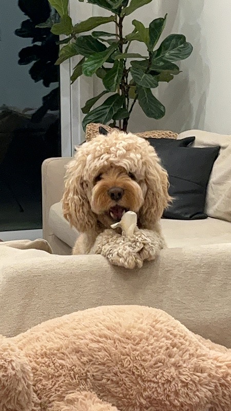 Entry image for Teddy . Clicking this image will show a larger photo