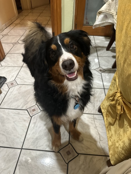 Entry image for Dusty. Clicking this image will show a larger photo