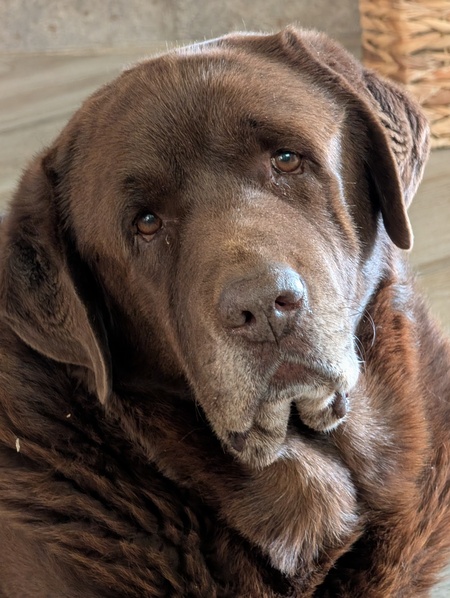 Entry image for Stumpy. Clicking this image will show a larger photo