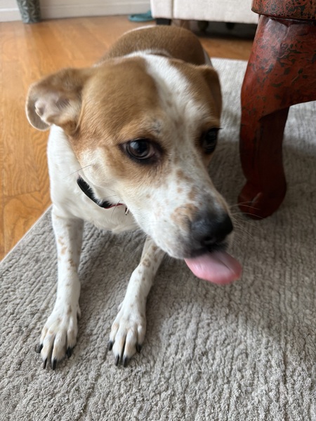 Entry image for Daisy. Clicking this image will show a larger photo