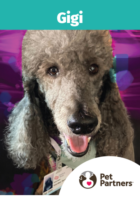 Entry image for Gigi. Clicking this image will show a larger photo