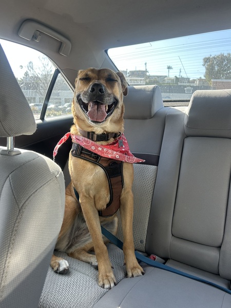 Entry image for Scooby. Clicking this image will show a larger photo