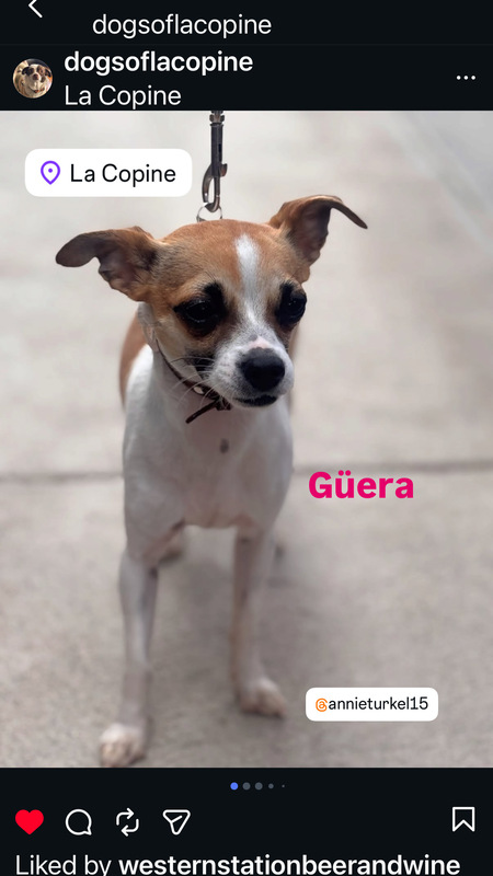 Entry image for Guera. Clicking this image will show a larger photo
