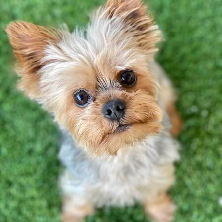 Entry image for Benny. Clicking this image will show a larger photo