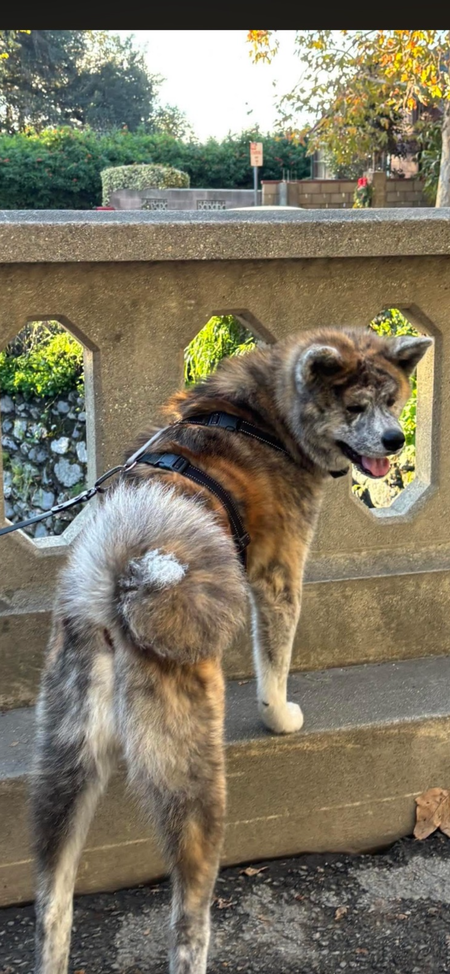 Entry image for Mookie. Clicking this image will show a larger photo