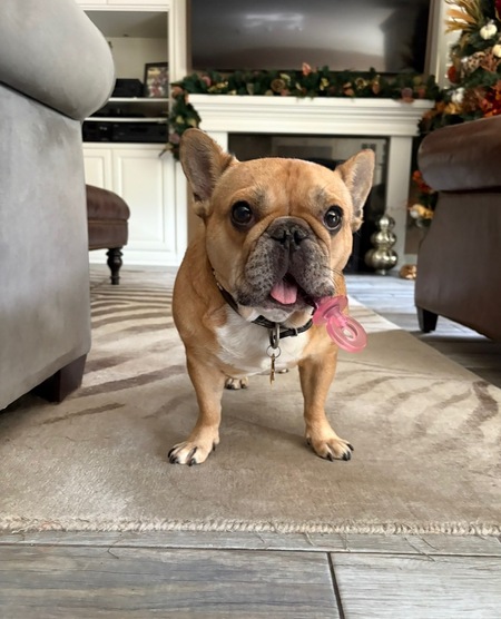 Entry image for Cooper. Clicking this image will show a larger photo