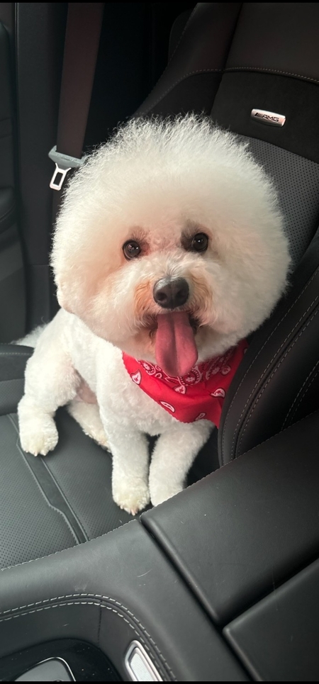 Entry image for Bandit. Clicking this image will show a larger photo