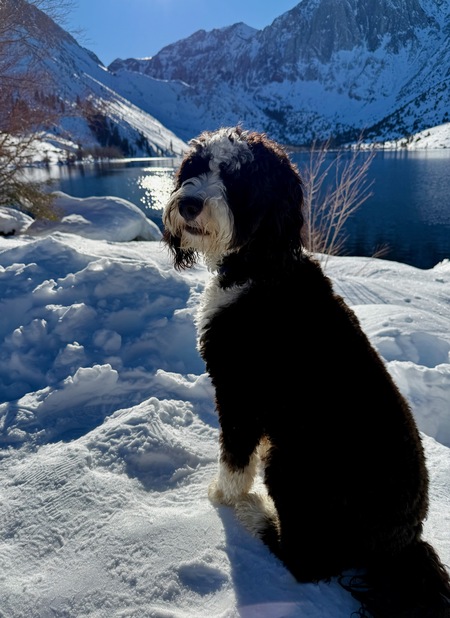 Entry image for Oliver. Clicking this image will show a larger photo